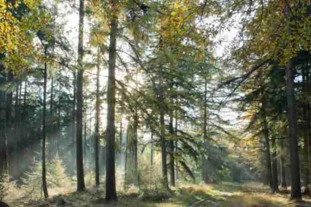 Chalet Midden In De Natuur! Anloo المظهر الخارجي الصورة